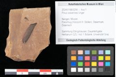 Foto (Objekt + Etikett) von Pinus oceanines Unger (NHMW-GEO-2024-0188-0295)